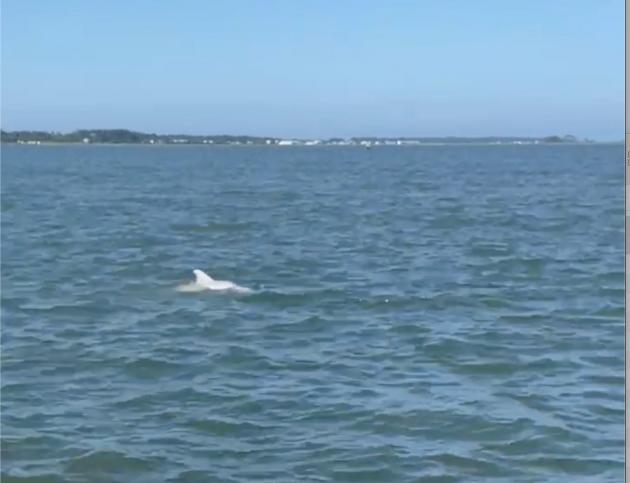 Albino dolphin spotted off Chincoteague and captured on video. See it here.