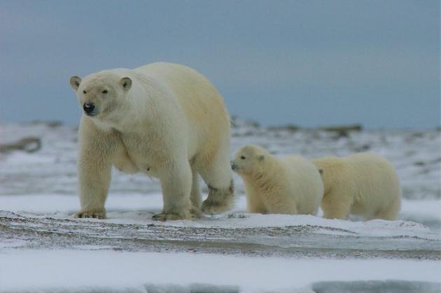 Meet amazing inhabitants of the Arctic National Wildlife Refuge