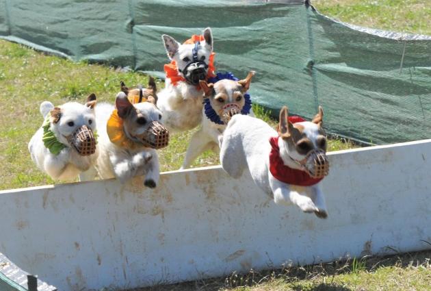 Jack Russell terriers take center stage at anniversary trial