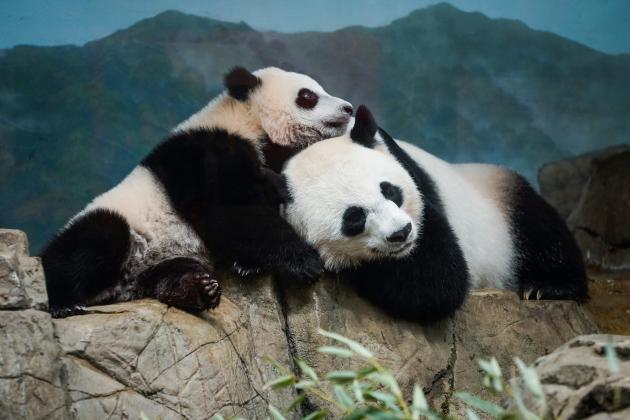 The return of 'panda diplomacy': National Zoo eagerly awaits giant panda arrival