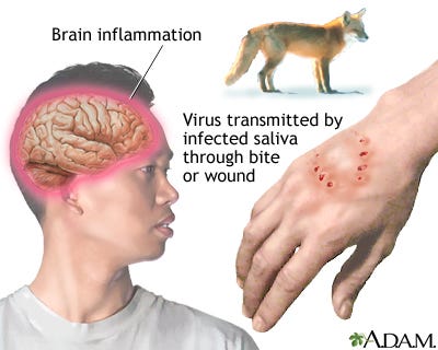 Rabies alert in Washington County after kitten tests positive
