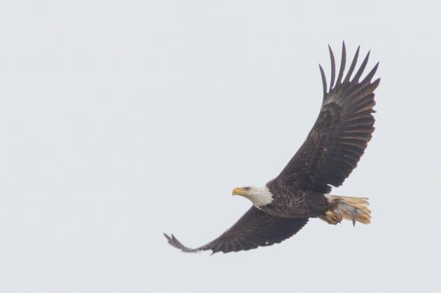 Bald eagles soar back in Maryland decades after pesticide threatened their survival