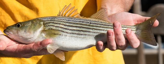 MD rockfish season opens with Wicomico, Nanticoke river restrictions