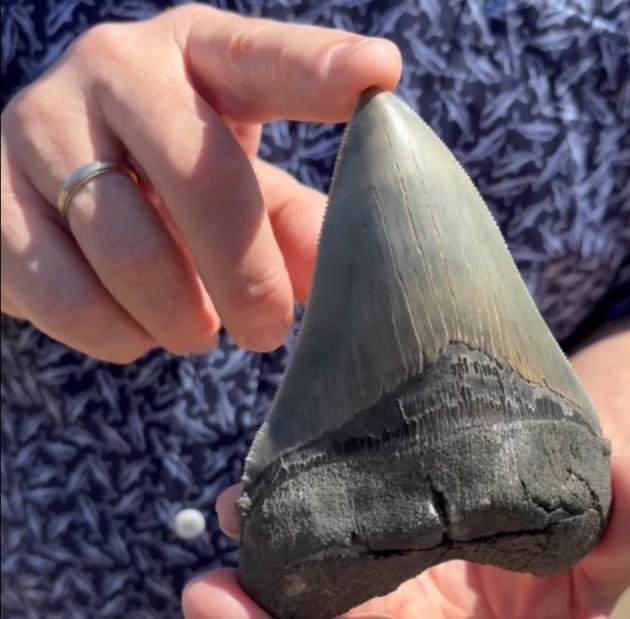 Get to know the Megalodon, now Maryland's official state shark