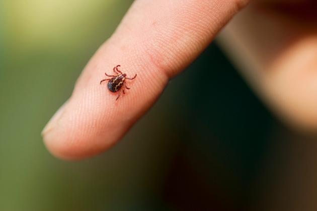 Maryland health officials warn of Lyme and other tick diseases