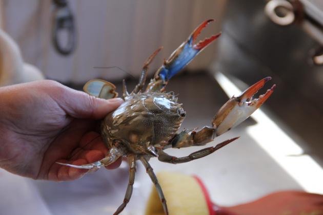 Blue crabs show 'promising bump,' but vigilance urged for population