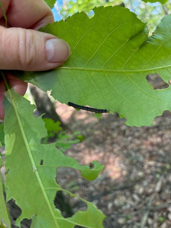 A spring freeze and caterpillars stripped western Maryland forests bare