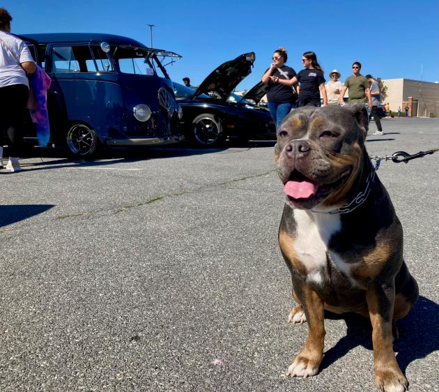 Car show at Valley Mall to support local animal rescue May 24