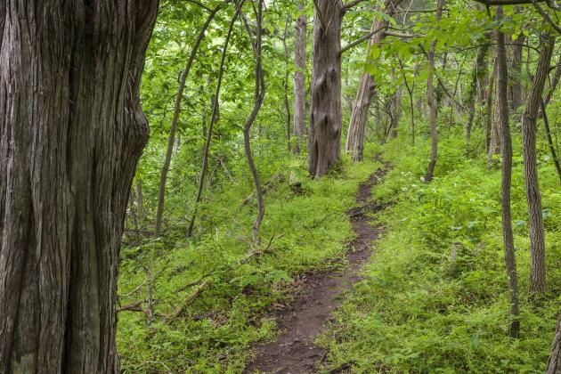 Guided hike at Yankauer Preserve invites community May 30
