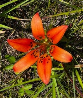 Maryland updates rare plant list with new species discoveries