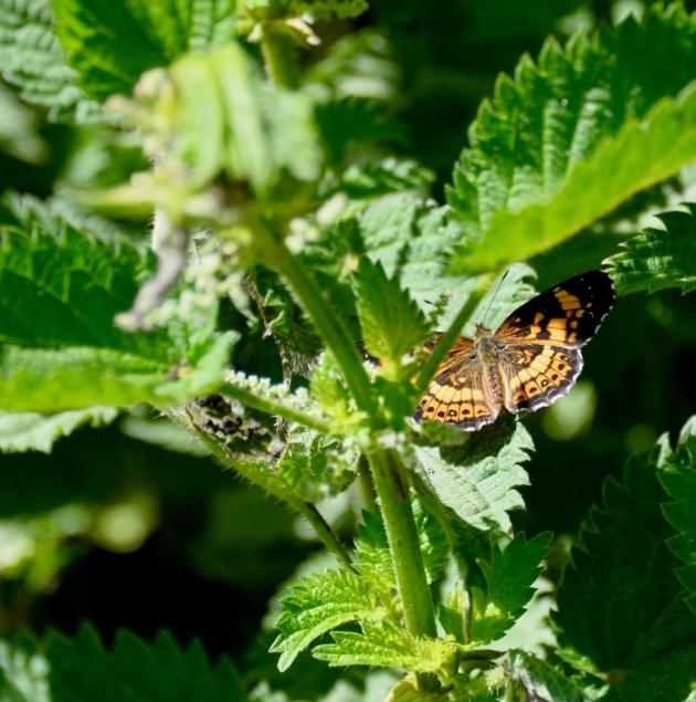 Summer conservation events planned across Hagerstown area