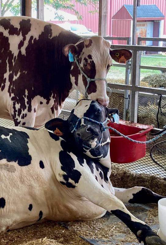 2026 Washington County Ag Expo and Fair in Western Maryland