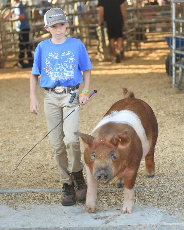 Scenes from the Ag Expo's market sale