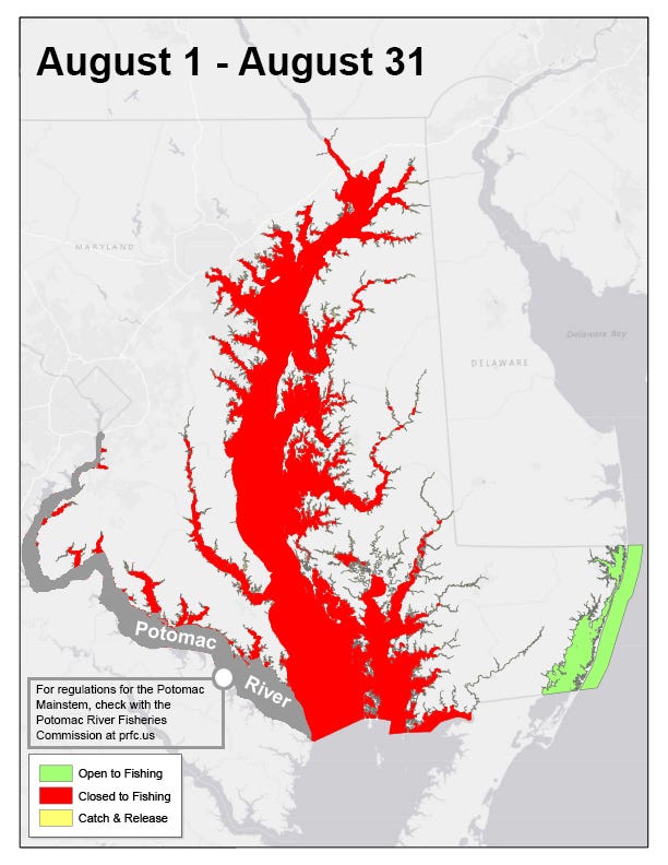 Maryland closes Chesapeake Bay striped bass fishing for August